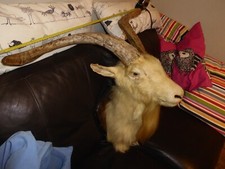 Taxidermy domestic goat for sale  BANWELL