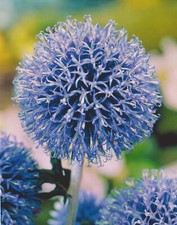 Kugeldisteln echinops ritro gebraucht kaufen  Petersberg, Wettin-Löbejün