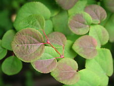 Cercidiphyllum japonicum japan for sale  Walterboro