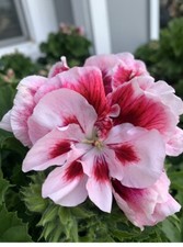 Geranium live plant for sale  San Jose