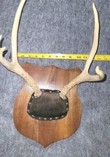 Deer antler mounted for sale  Beloit