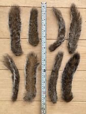 Dried grey squirrel for sale  BRISTOL