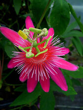 Passiflore antoquiensis fleur d'occasion  Villemandeur