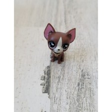 Miniature brown chihuahua d'occasion  Expédié en Belgium