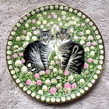 Meet kittens lesley for sale  CHESTER LE STREET