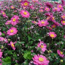 rose anemone for sale rose anemone for sale Milwaukee