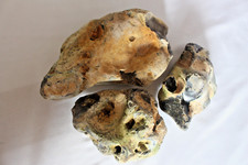 2.5 natural large for sale  SITTINGBOURNE