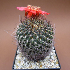 Chamaecereus saltensis var. usato  Spedire a Italy