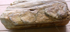 Petrified wood rock for sale  Hayesville
