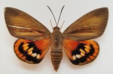 Castniidae paysandisia archon d'occasion Castniidae paysandisia archon d'occasion  Blagnac