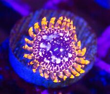 Utter chaos zoa for sale  Placentia