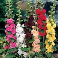 350 hollyhock flower for sale  Wakefield