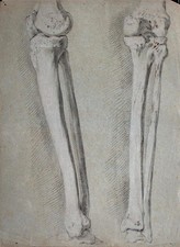 Knochen bein akademische gebraucht kaufen  Berlin