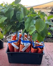 Fino jete cherimoya for sale  La Mesa