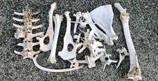 Mixed sheep bones for sale  PLYMOUTH