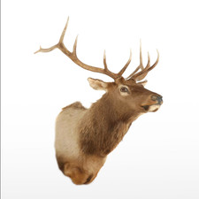 Taxidermy elk shoulder for sale  Dayton