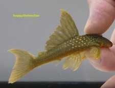 Breeding pair l200 for sale  Raleigh