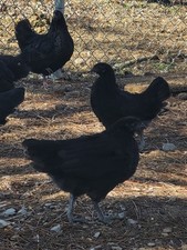 Fresh ayam cemani d'occasion  Expédié en Belgium