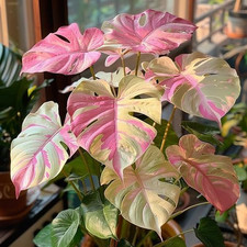 potted monstera for sale potted monstera for sale Denver