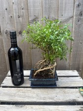 Bonsai tree serissa for sale  PERSHORE