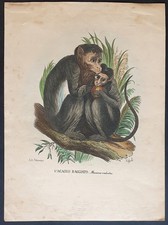 Usado, Stampa antica Petraroja macaco raggiato macaca radiata scimmia litografia 1863 comprar usado  Enviando para Brazil