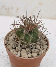 Echinocactus parryi pøt usato  Lecce