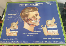 Werbetafel chlorodont gesunde gebraucht kaufen  Altusried
