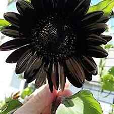 Black beauty sunflower for sale  Bourg