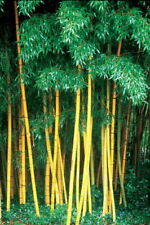 10 sementes de bambu amarelo fresco sementes de plantas de jardim Phyllostachys Viridis comprar usado  Enviando para Brazil