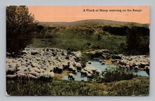 Postcard flock sheep for sale  Palmyra