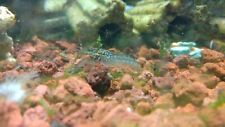 crawdad for sale crawdad for sale Elk Point