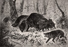Wolf pack attacks for sale  Lake Villa