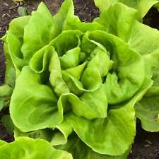 Buttercrunch butterhead lettuc for sale  Deltona