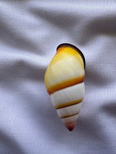 CARACOL TERRESTRE, CONCHA, Amphidromus kvuongi 34,1mm #8835 comprar usado CARACOL TERRESTRE, CONCHA, Amphidromus kvuongi 34,1mm #8835 comprar usado  Enviando para Brazil