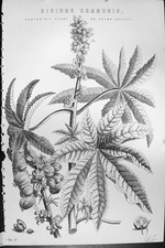 ricinus communis for sale ricinus communis for sale UK