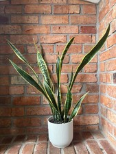 Sanseviera snake plant for sale  MANCHESTER
