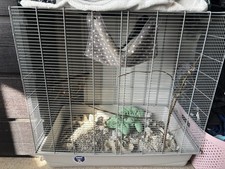 Pets home savic for sale  LITTLEHAMPTON