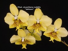 Phal. stuartiana nobilis for sale  Ambler