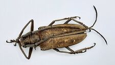 Cerambycidae batocera armata gebraucht kaufen  Wadern