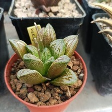Haworthia hakuja white usato  Porto Cesareo