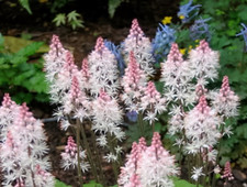Heartleaf foamflower white for sale  Massillon