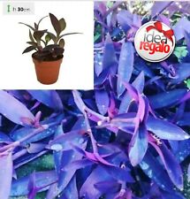 Purple queen setcreasea usato Purple queen setcreasea usato  Roma