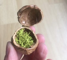 Walnuss schatulle schmuck gebraucht kaufen Walnuss schatulle schmuck gebraucht kaufen  Fraureuth