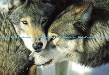 D206180 timber wolves for sale  WARLINGHAM