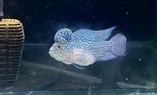 Kamfa flowerhorn live for sale  Manvel