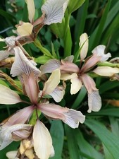 Iris foetidissima bare for sale Iris foetidissima bare for sale  MAIDSTONE