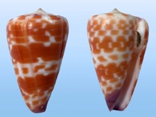 Conidae conus tessulatus usato  Roma