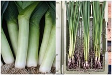 Leek bare root for sale  CHESTER