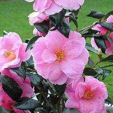 Camellia williamsii donation for sale  UK