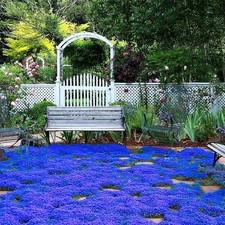 20000 magic blue for sale  USA